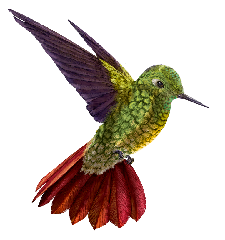 Metallura tyrianthina