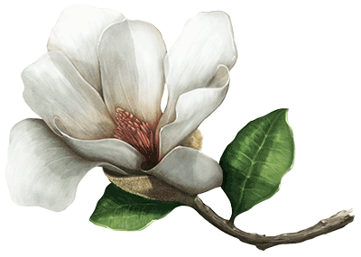 Magnolia cespedessii