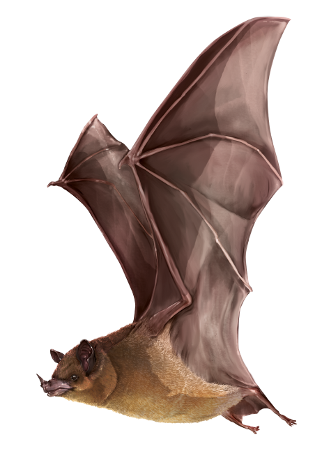 Murciélago Glossophaga