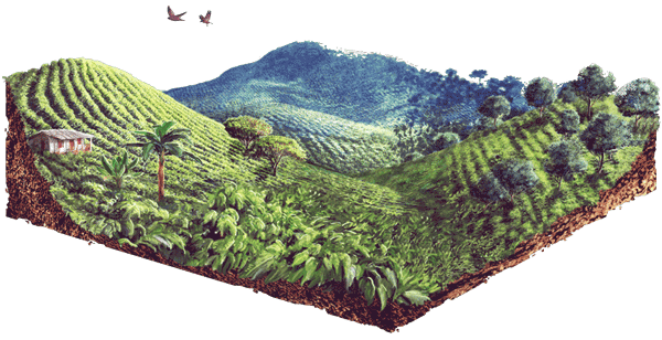 Paisaje colombiano
