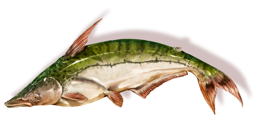 Pez Ageneiosus pardalis